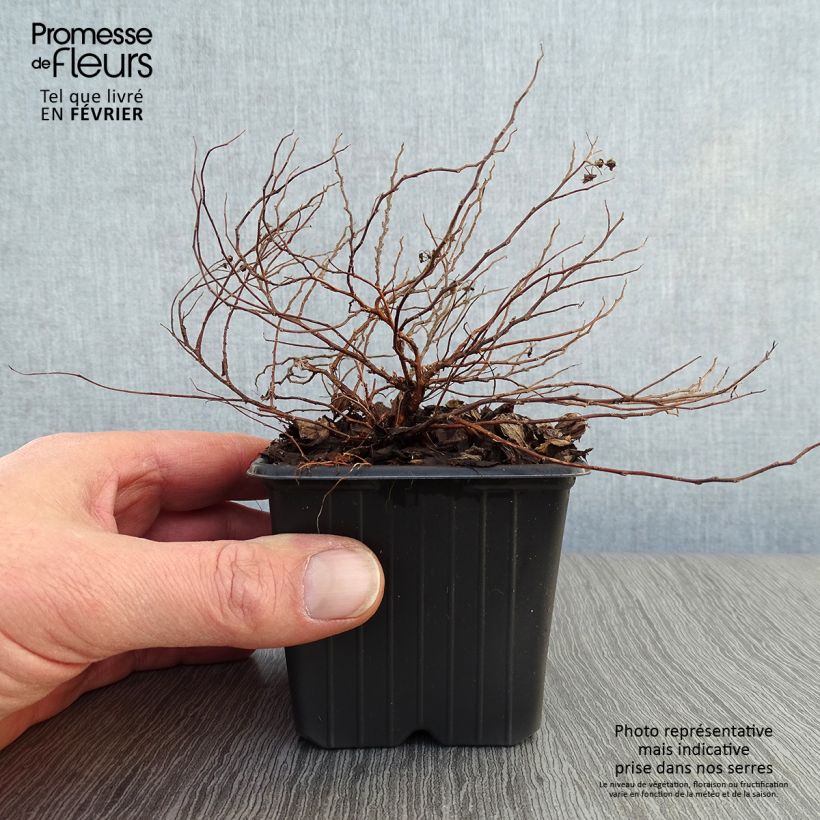 Espirea japonica Little Princess - Espirea del Japón Maceta de 8/9 cm Ejemplar entregado en invierno