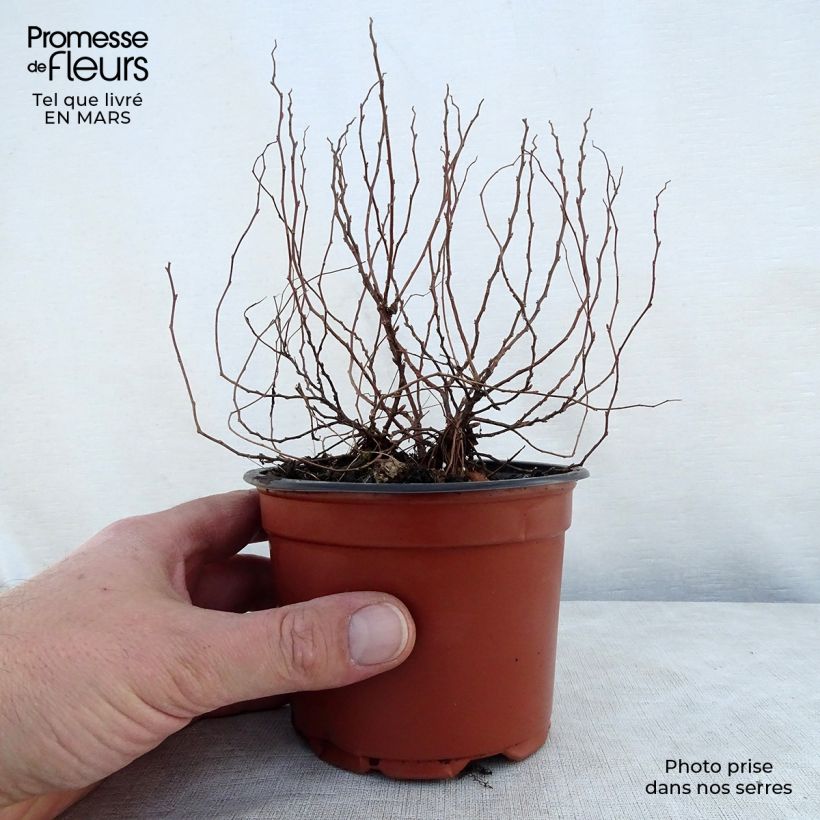 Espirea japonica Little Princess - Espirea del Japón Maceta de 8/9 cm Ejemplar entregado en la primavera