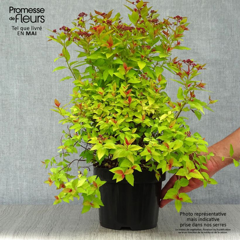 Espirea japonica Magic Carpet - Espirea del Japón Maceta 2L/3L Ejemplar entregado en la primavera