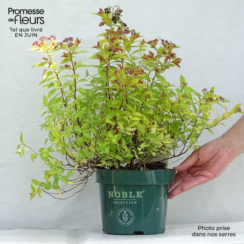 Ejemplar de Espirea japonica Magic Carpet - Espirea del Japón Maceta 2L/3L entregado en verano