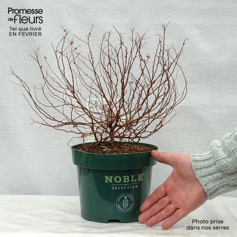 Espirea japonica Magic Carpet - Espirea del Japón Maceta 2L/3L Ejemplar entregado en invierno