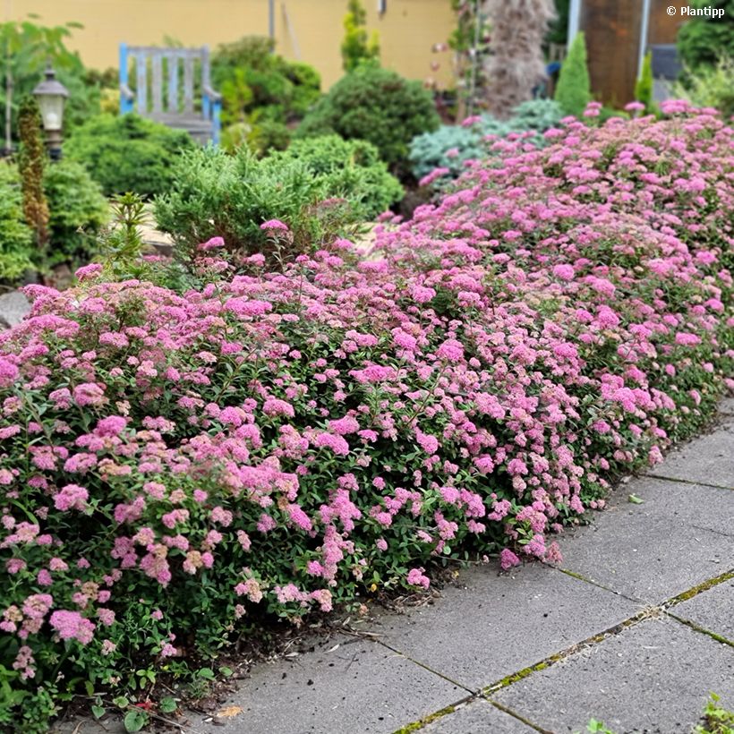 Espirea japonica Odessa - Espirea del Japón (Porte)