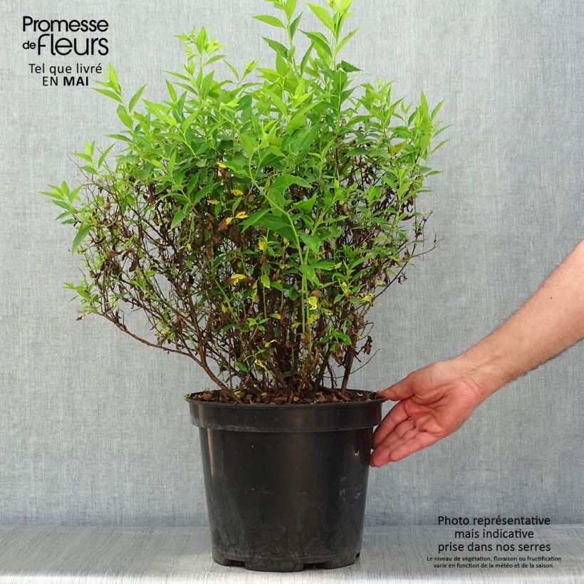 Espirea japonica Shirobana Genpei - Espirea del Japón Maceta 7,5L/10L Ejemplar entregado en la primavera