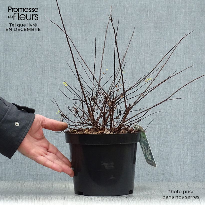 Espirea nipponica Snowmound Maceta 3L/4L Ejemplar entregado en invierno