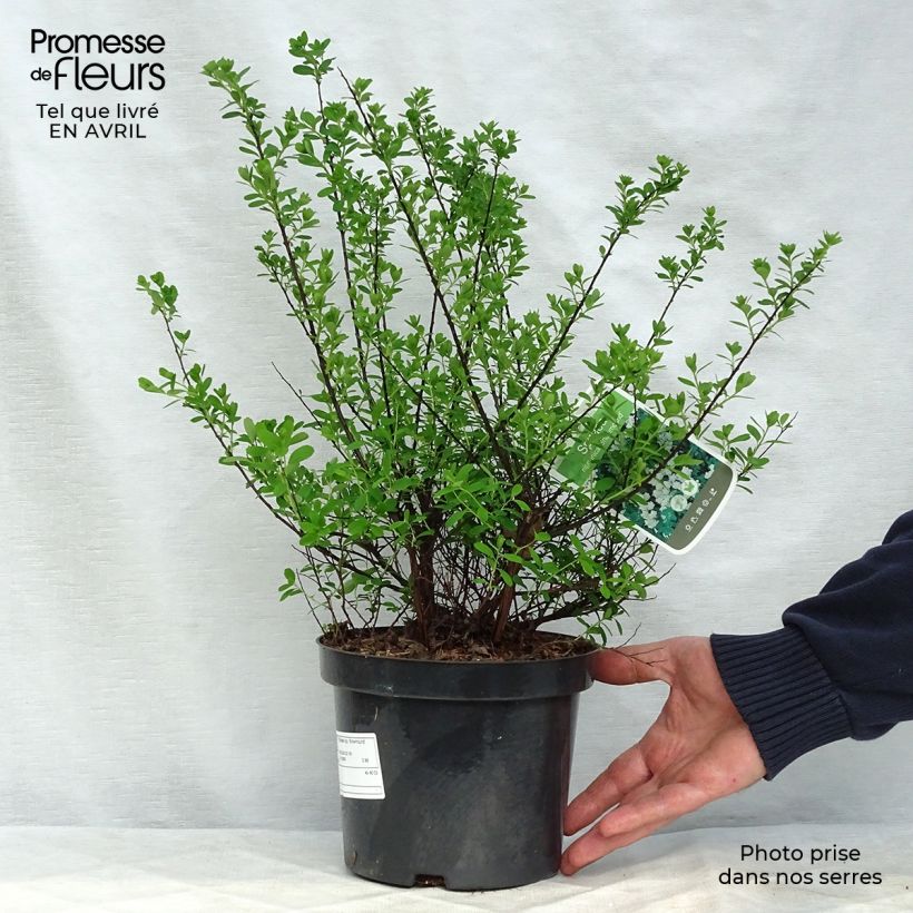 Espirea nipponica Snowmound Maceta 3L/4L Ejemplar entregado en la primavera