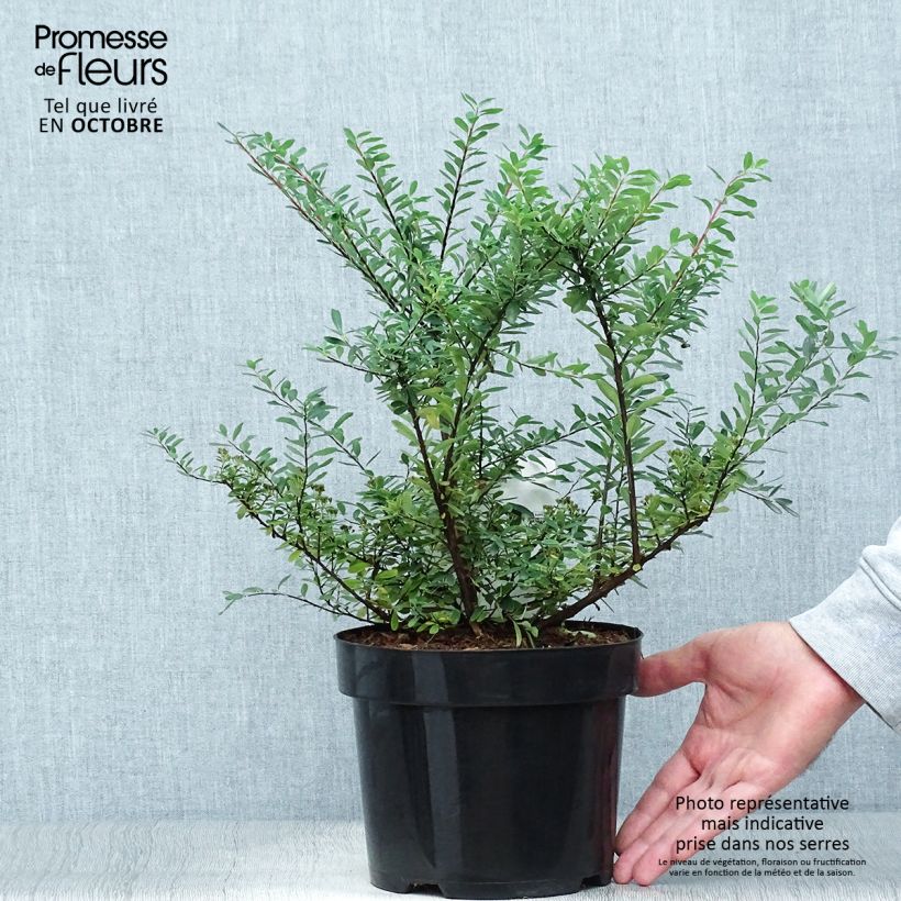 Ejemplar de Espirea nipponica Snowmound Maceta 3L/4L entregado en otoño