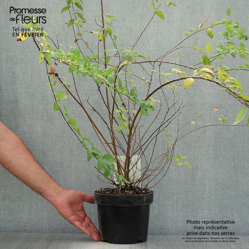 Ejemplar de Espirea japonica Sparkling Champagne - Espirea del Japón Maceta 3L/4L entregado en otoño