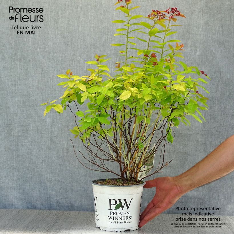 Espirea japonica Double Play Big Bang Tracy - Espirea del Japón Maceta 2L/3L Ejemplar entregado en la primavera