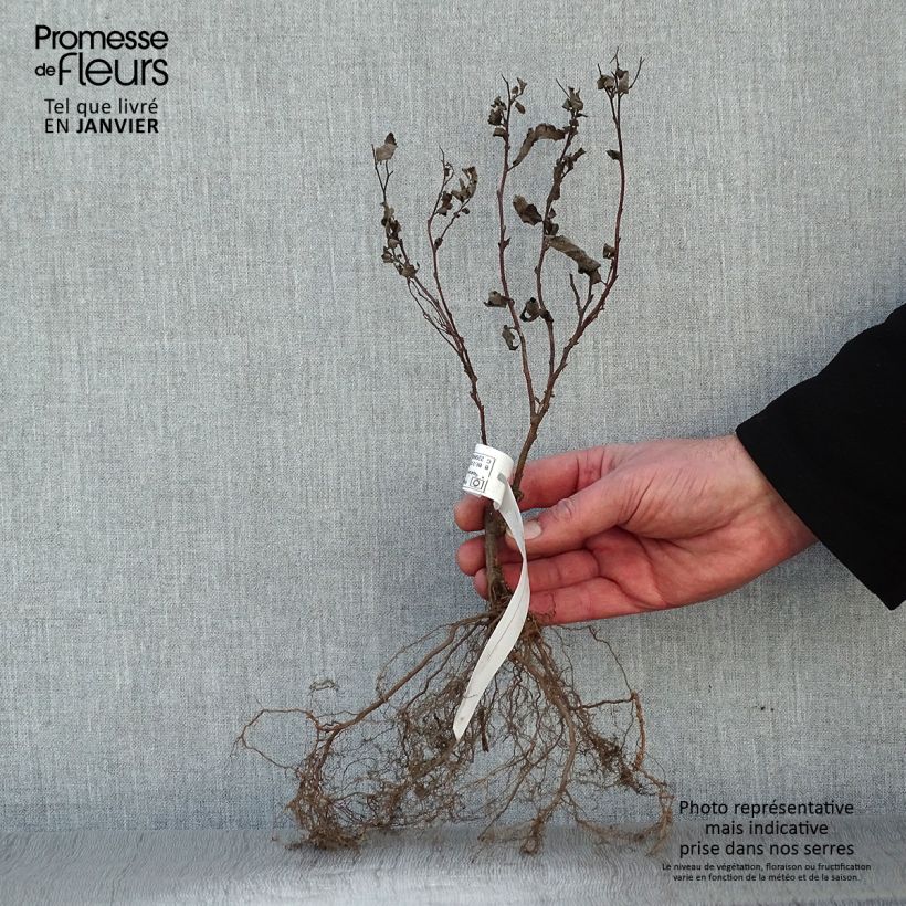 Espirea japonica Froebelii - Espirea del Japón Raíces desnudas Ejemplar entregado en invierno