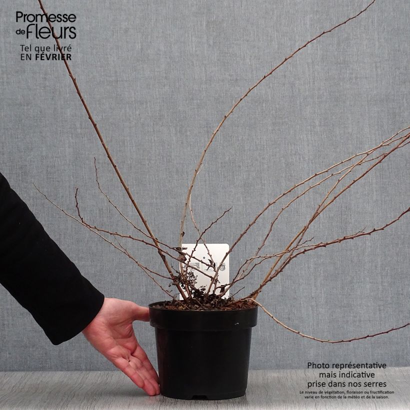 Espirea nipponica White Carpet Maceta 3L/4L Ejemplar entregado en invierno