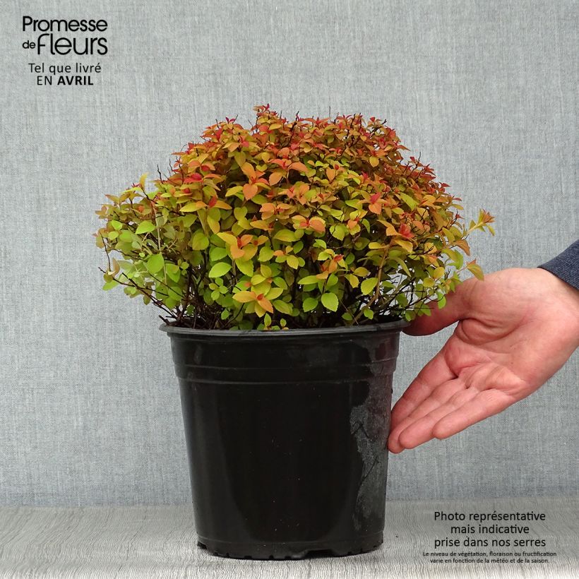 Espirea japonica Zen'Spirit Caramel - Espirea del Japón Maceta 3L/4L Ejemplar entregado en la primavera