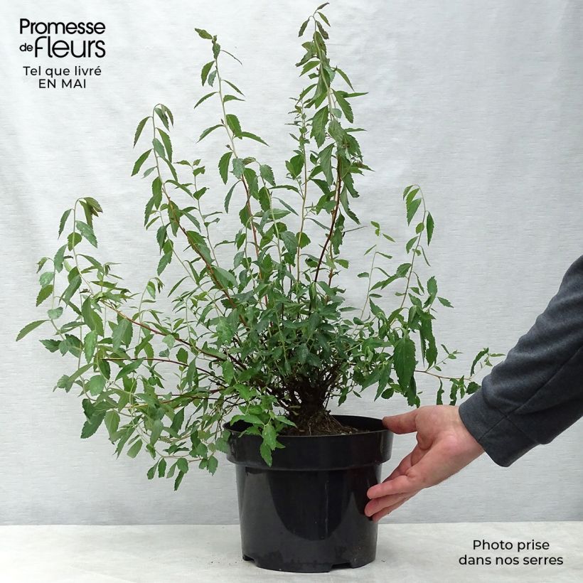 Espirea japonica Anthony Waterer - Espirea del Japón Maceta 4L/5L Ejemplar entregado en la primavera