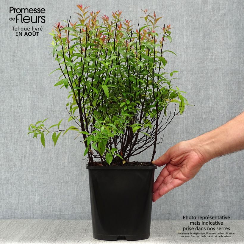 Ejemplar de Espirea japonica Anthony Waterer - Espirea del Japón Maceta 4L/5L entregado en verano
