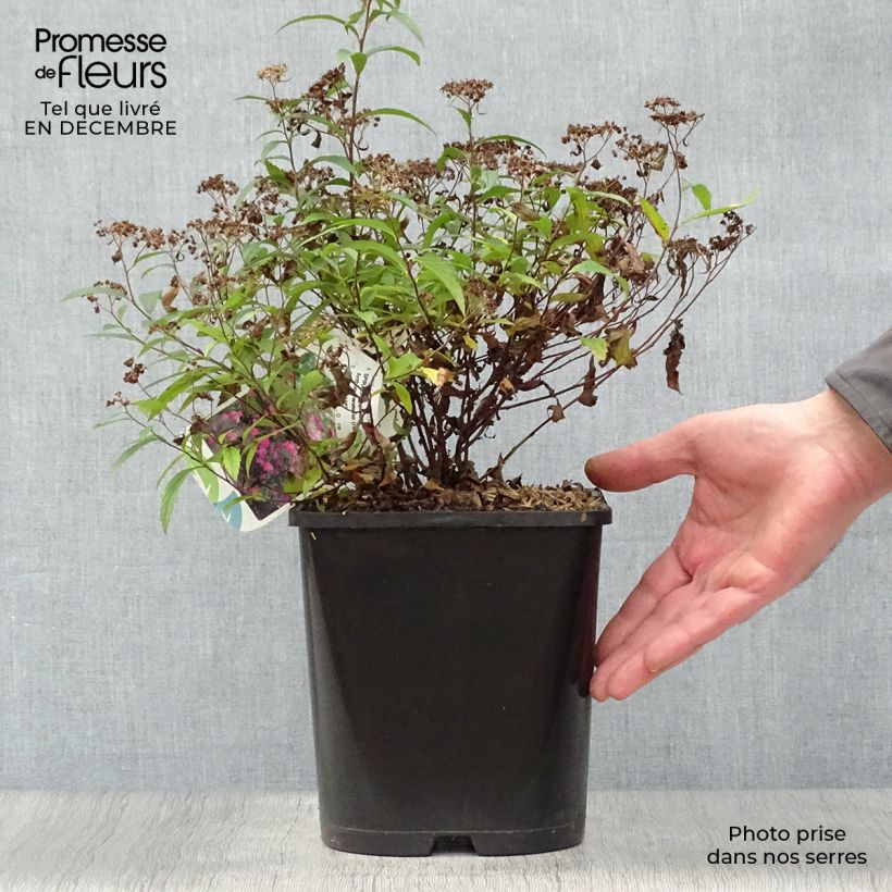 Espirea japonica Anthony Waterer - Espirea del Japón Maceta 4L/5L Ejemplar entregado en invierno