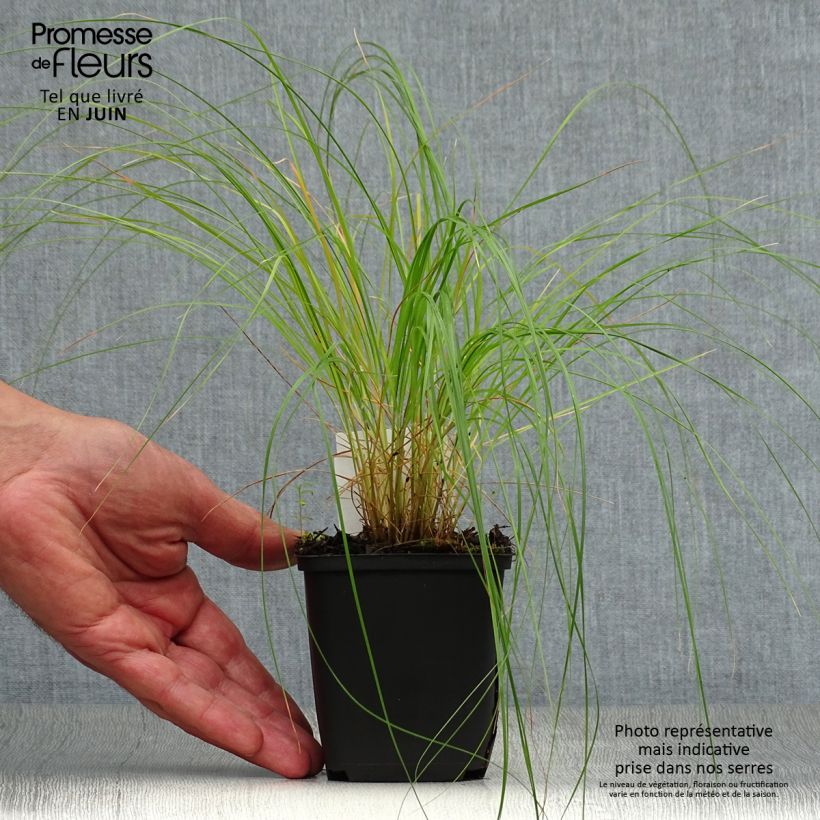 Ejemplar de Sporobolus heterolepis Maceta de 8/9 cm entregado en verano