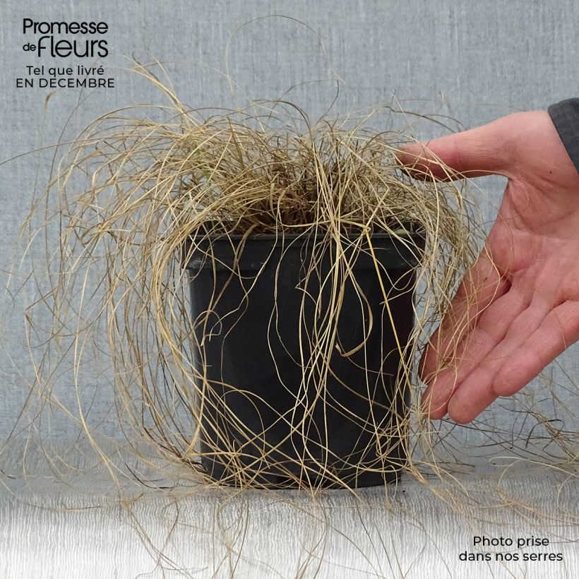 Sporobolus heterolepis Maceta 2L/3L Ejemplar entregado en invierno