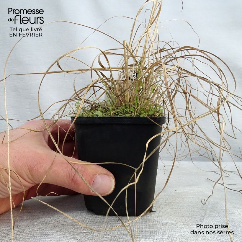 Sporobolus heterolepis Wisconsin Strain Maceta de 8/9 cm Ejemplar entregado en invierno