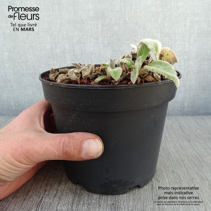 Stachys byzantina Big Ears - Oreja de liebre Maceta 1,5L/2L Ejemplar entregado en invierno