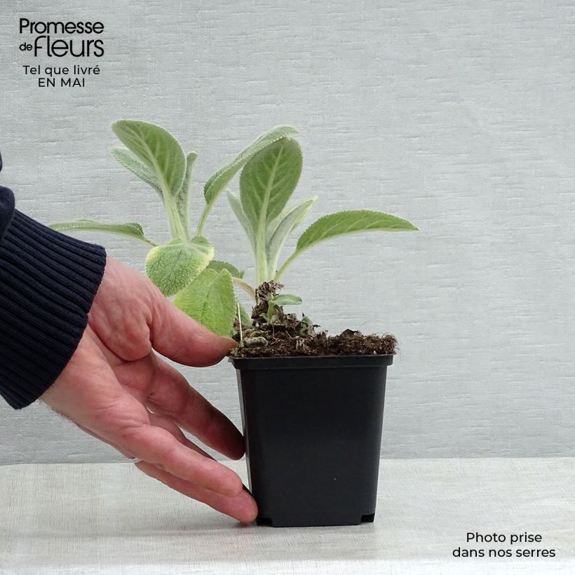 Stachys byzantina Big Ears - Oreja de liebre Maceta de 8/9 cm Ejemplar entregado en la primavera