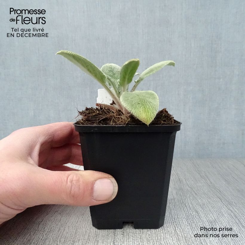 Stachys byzantina Big Ears - Oreja de liebre Maceta de 8/9 cm Ejemplar entregado en invierno