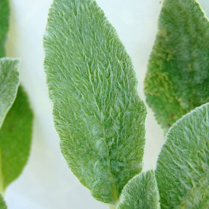 Stachys byzantina - Oreja de liebre (Follaje)
