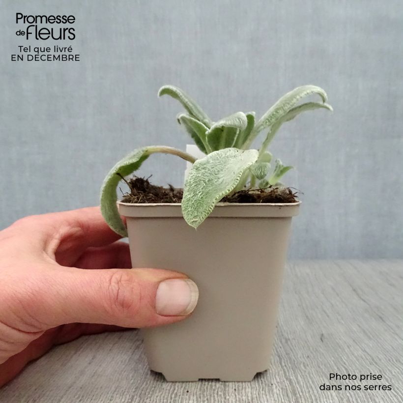 Stachys byzantina - Oreja de liebre Maceta de 8/9 cm Ejemplar entregado en invierno