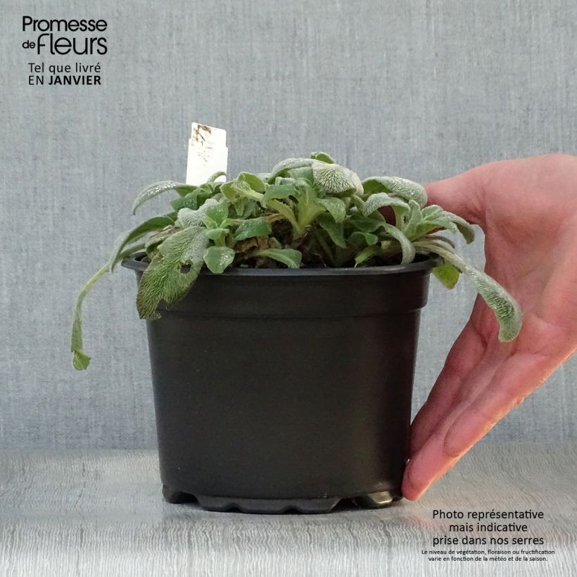 Stachys byzantina - Oreja de liebre Maceta 2L/3L Ejemplar entregado en invierno