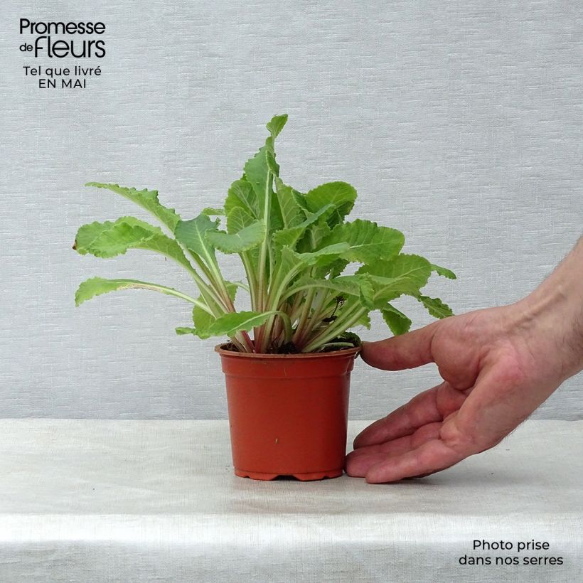 Stachys byzantina - Oreja de liebre Maceta de 8/9 cm Ejemplar entregado en la primavera