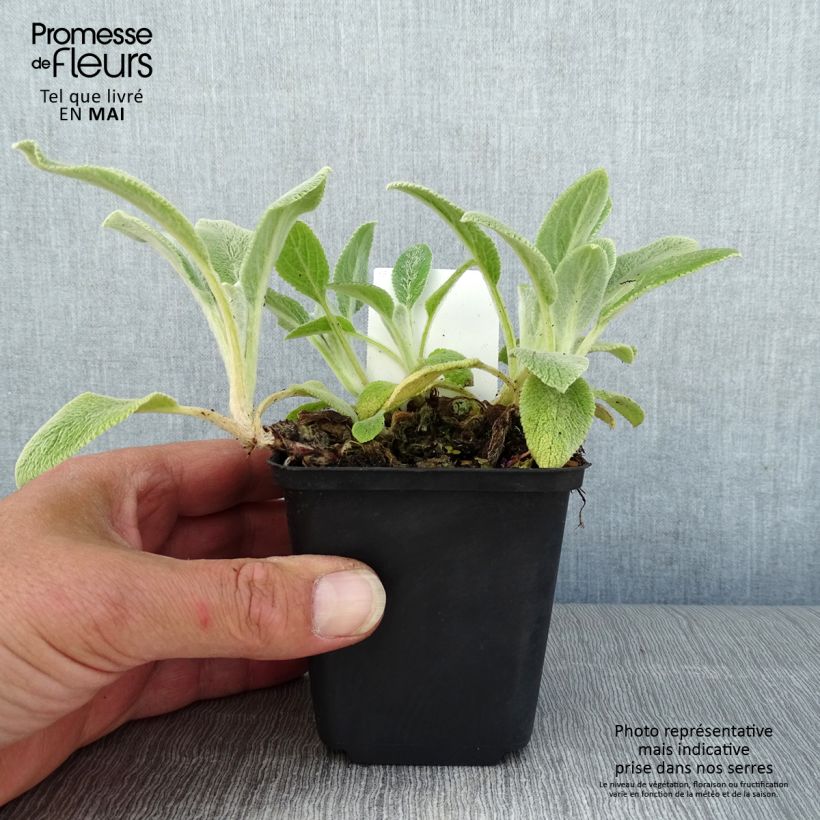 Stachys byzantina Silver Carpet - Oreja de liebre Maceta de 8/9 cm Ejemplar entregado en la primavera