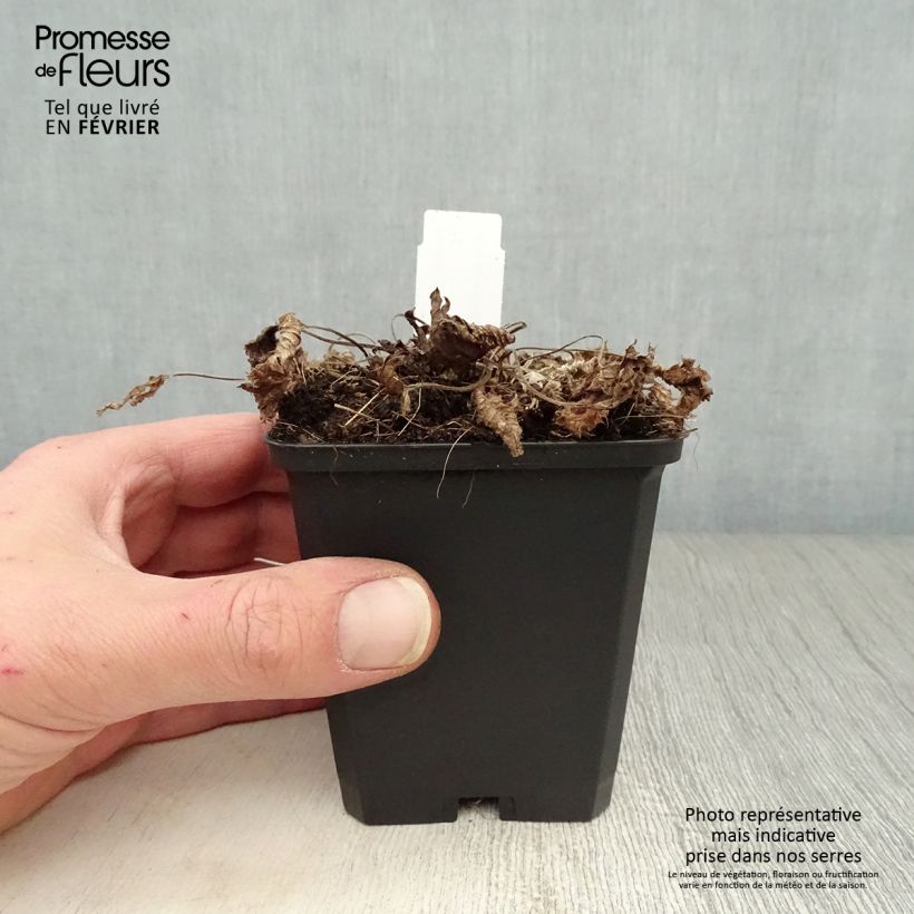 Stachys grandiflora Superba Maceta de 8/9 cm Ejemplar entregado en invierno