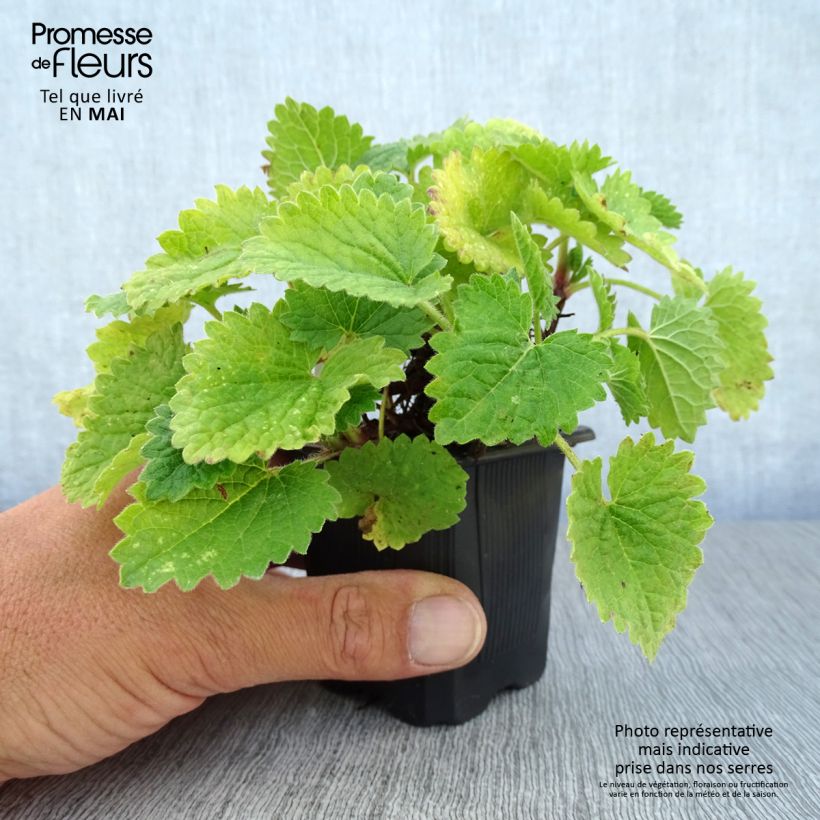 Stachys grandiflora Superba Maceta de 8/9 cm Ejemplar entregado en la primavera