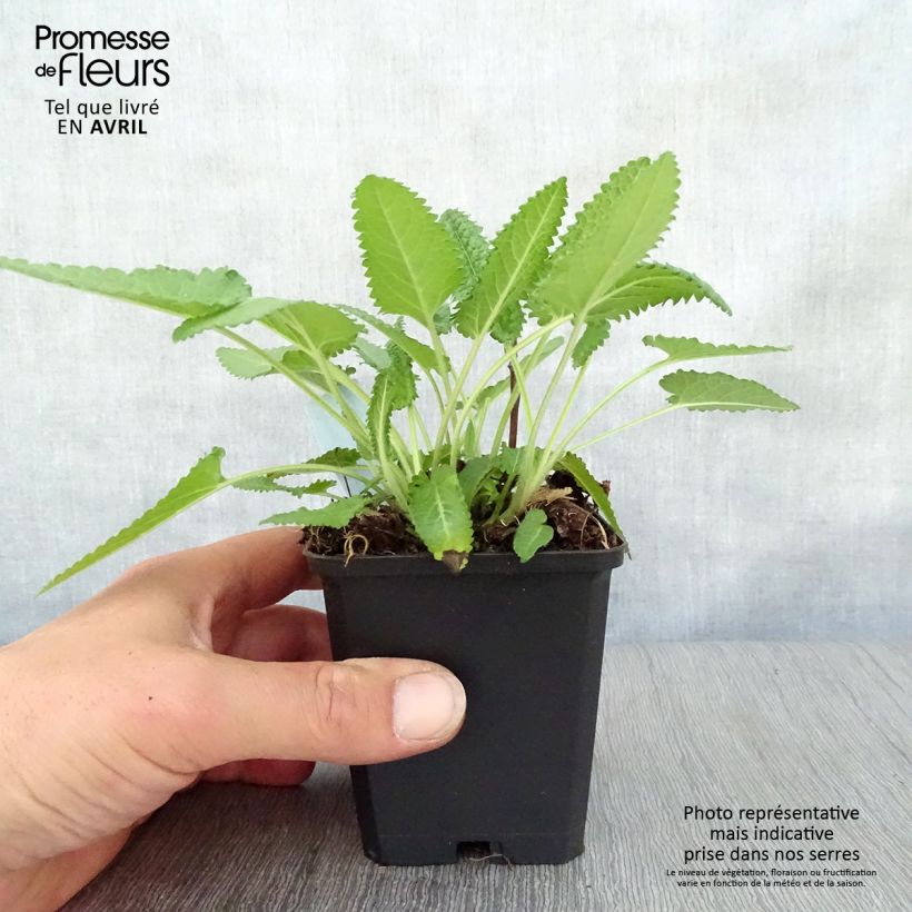 Stachys monieri Hummelo Maceta de 8/9 cm Ejemplar entregado en la primavera