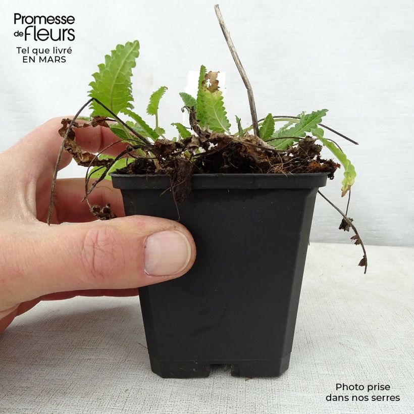 Stachys monieri Rosea Maceta de 8/9 cm Ejemplar entregado en la primavera