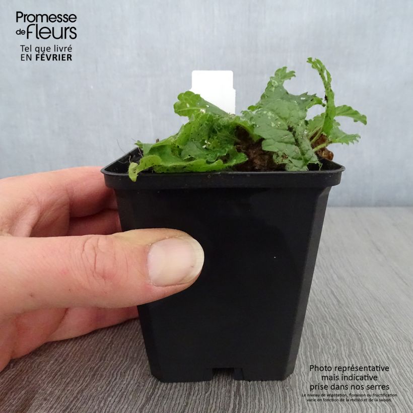 Stachys monieri Rosea Maceta de 8/9 cm Ejemplar entregado en invierno