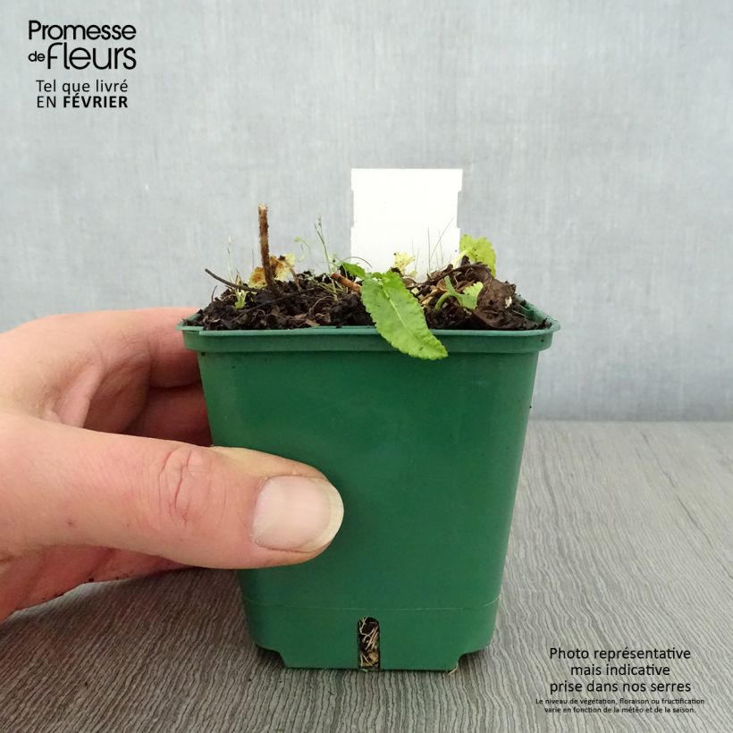 Stachys officinalis Alba - Betónica Maceta de 8/9 cm Ejemplar entregado en invierno