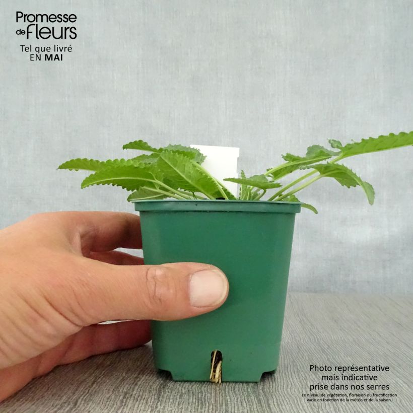 Stachys officinalis Alba - Betónica Maceta de 8/9 cm Ejemplar entregado en la primavera