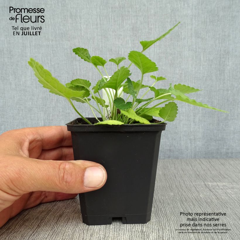 Ejemplar de Stachys officinalis - Betónica Maceta de 8/9 cm entregado en verano
