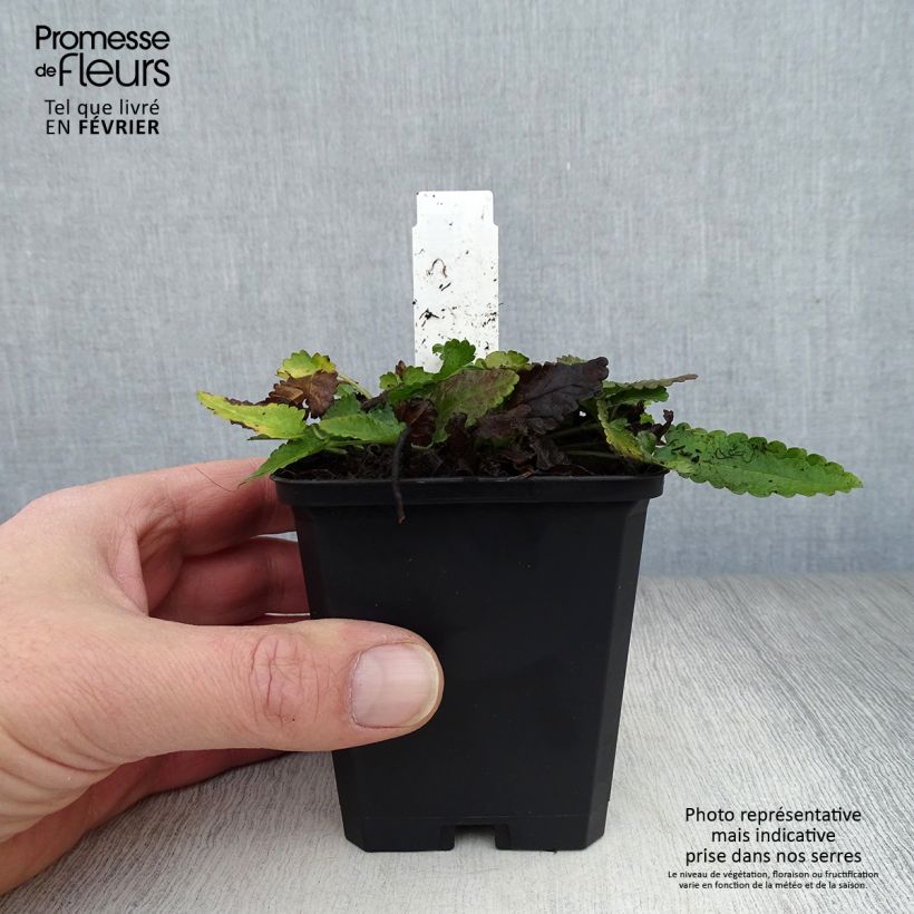 Stachys officinalis - Betónica Maceta de 8/9 cm Ejemplar entregado en invierno