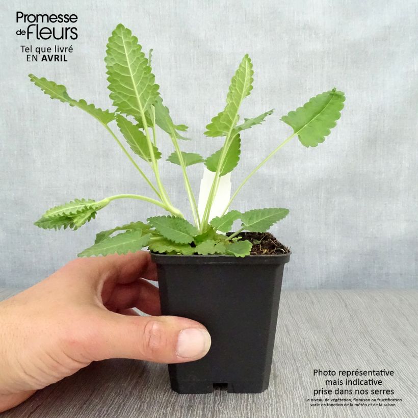 Stachys officinalis - Betónica Maceta de 8/9 cm Ejemplar entregado en la primavera