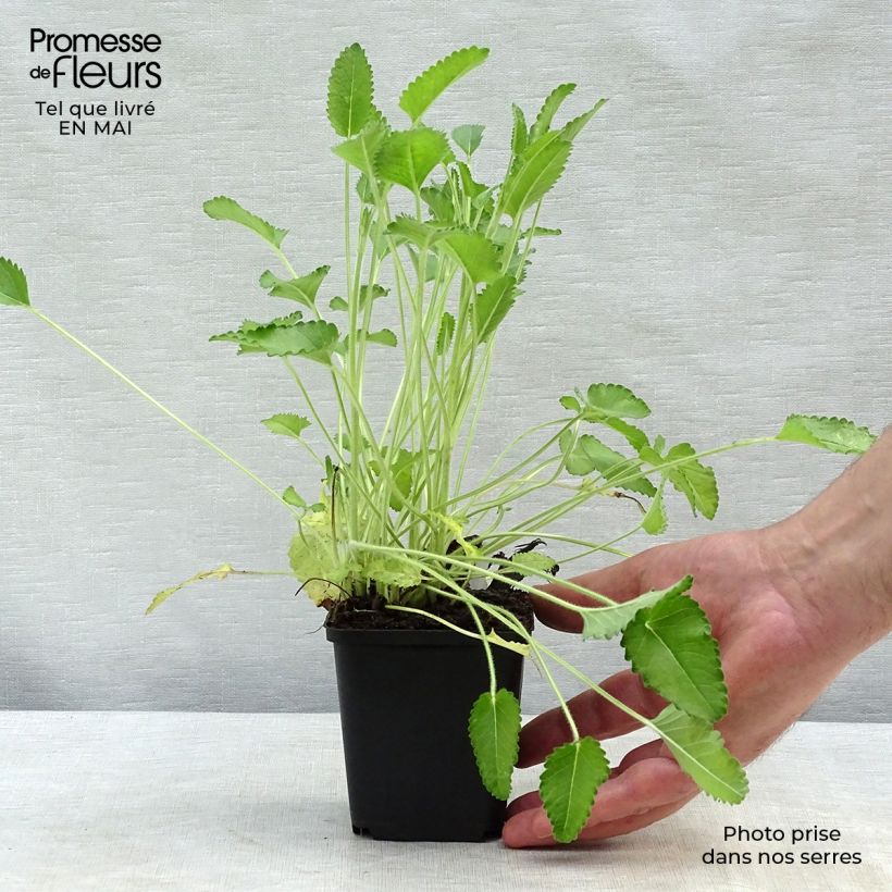 Stachys officinalis Pink Cotton Candy - Betónica Maceta de 8/9 cm Ejemplar entregado en la primavera