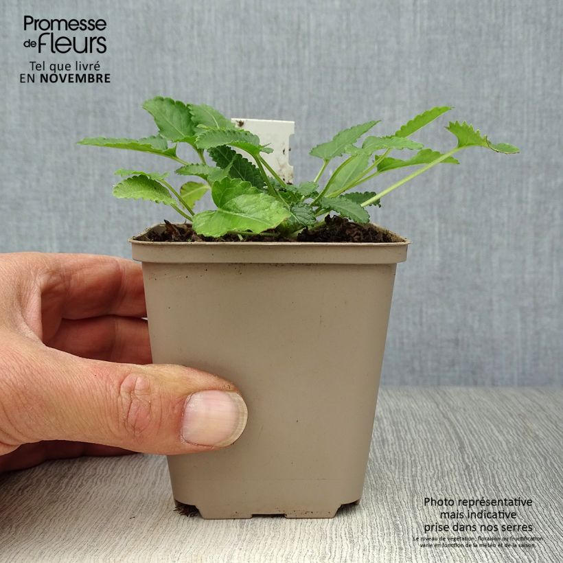 Ejemplar de Stachys officinalis Pink Cotton Candy - Betónica Maceta de 8/9 cm entregado en otoño