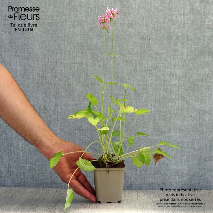 Ejemplar de Stachys officinalis Pink Cotton Candy - Betónica Maceta de 8/9 cm entregado en verano
