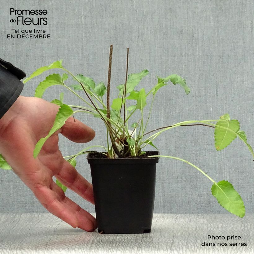 Stachys officinalis Pink Cotton Candy - Betónica Maceta de 8/9 cm Ejemplar entregado en invierno