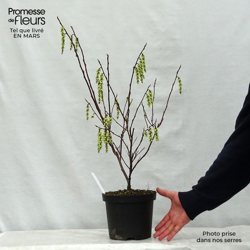 Stachyurus chinensis Celina Maceta 3L/4L Ejemplar entregado en la primavera