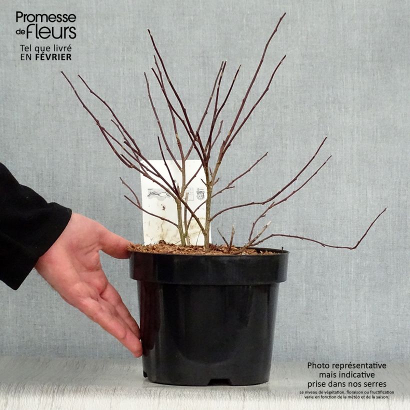 Stachyurus chinensis Celina Maceta 3L/4L Ejemplar entregado en invierno