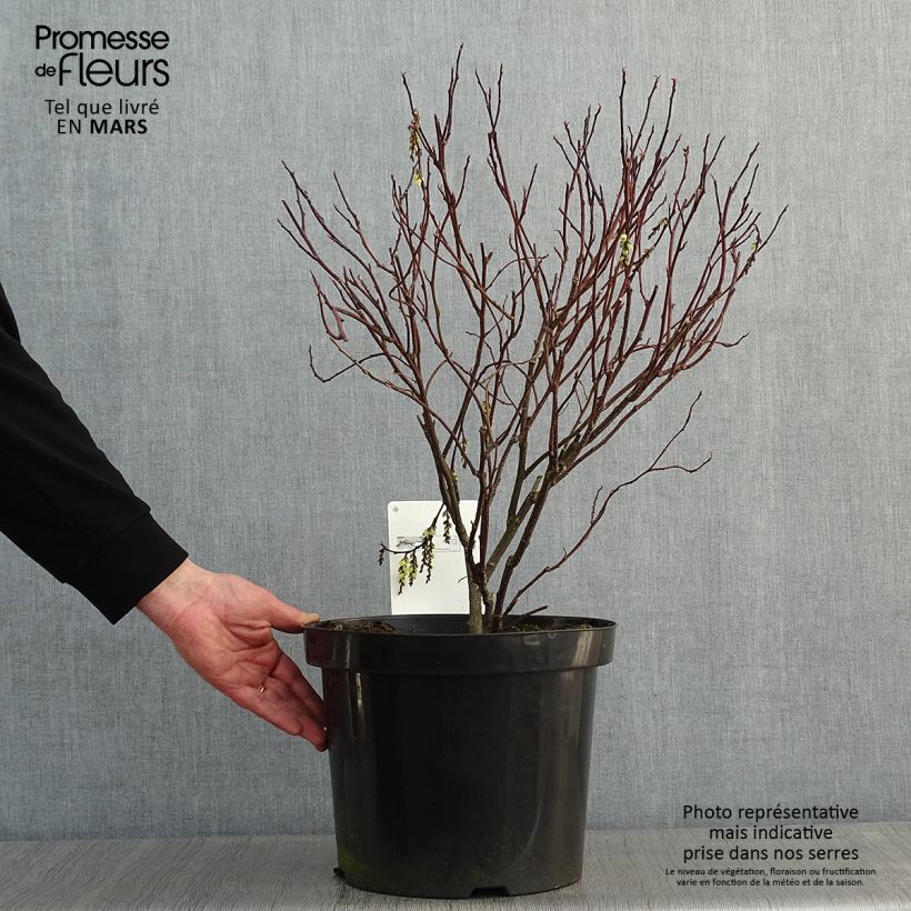 Stachyurus chinensis Celina Maceta 7,5L/10L Ejemplar entregado en invierno