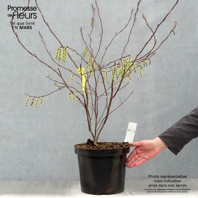 Stachyurus chinensis Celina Maceta 7,5L/10L Ejemplar entregado en la primavera
