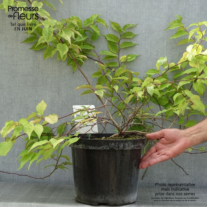 Ejemplar de Stachyurus chinensis Joy Forever Maceta 7,5L/10L entregado en verano