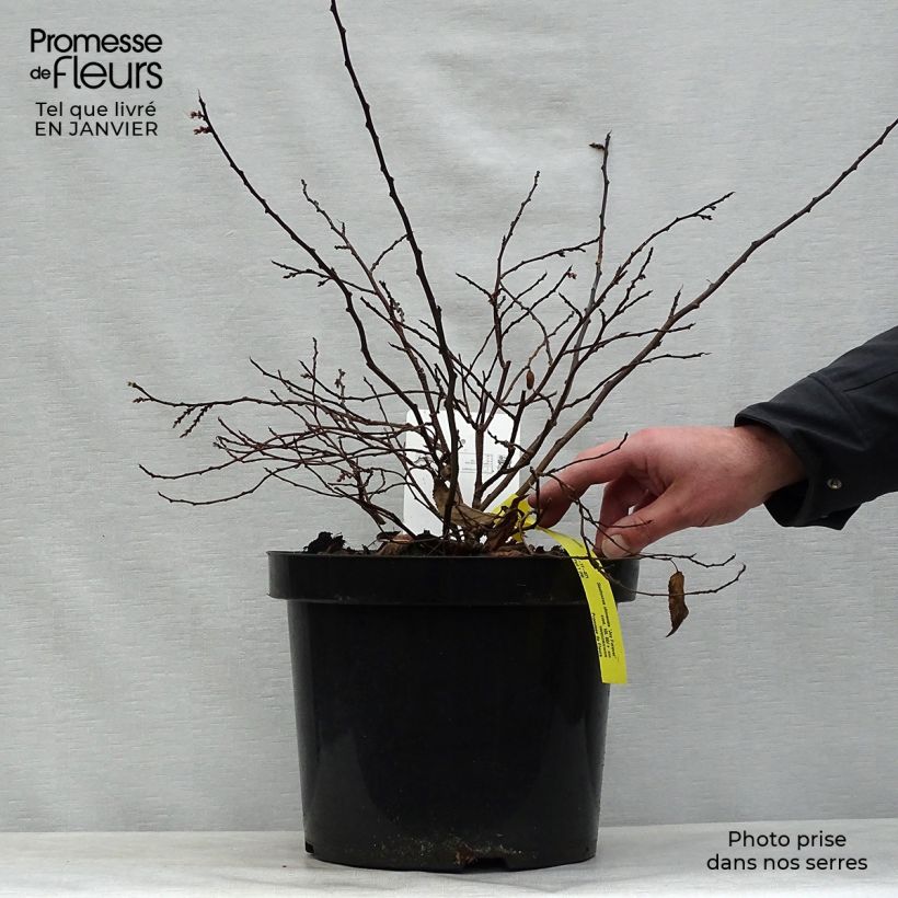 Stachyurus chinensis Joy Forever Maceta 7,5L/10L Ejemplar entregado en invierno