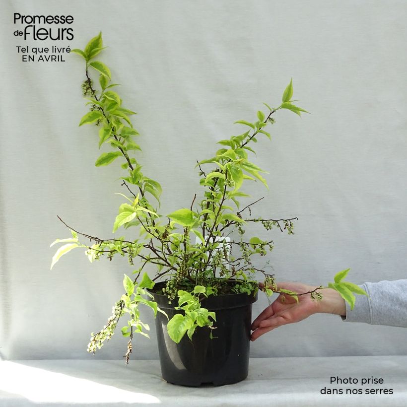 Stachyurus chinensis Joy Forever Maceta 7,5L/10L Ejemplar entregado en la primavera